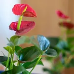 Hotel Maritur - Adults Only Albufeira