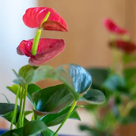 Hotel Maritur - Adults Only By Pierre & Albufeira