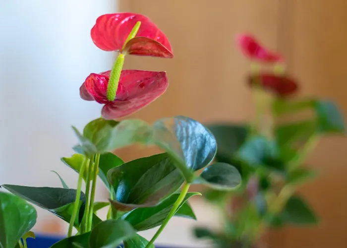 فندق Maritur - Adults Only البوفيرا